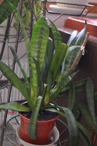 Отдам сансивиерию - DSC_0903.JPG
