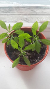 Отдам даром Паслен комнатный - 20160313_151314.jpg