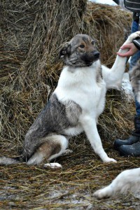 Москва и МО Семйная собачка Эльба в дар  - фото1.jpg