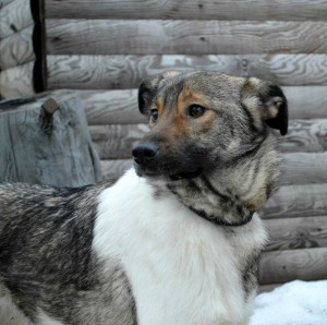 Москва и МО Семйная собачка Эльба в дар  - фото 3.jpg