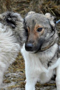 Москва и МО Семйная собачка Эльба в дар  - фото 2.jpg