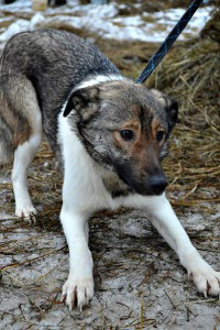 Москва и МО Семйная собачка Эльба в дар  - фото 4.jpg