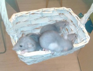 Отдам даром крысят. Москва. М. Дмитровская - IMG_20160315_214117.jpg