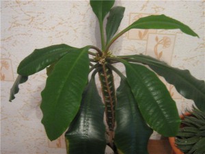 Молочай,герань, фиалка Все ОТДАНО - huge.jpeg