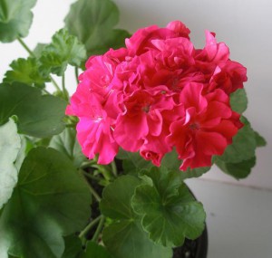 Молочай,герань, фиалка Все ОТДАНО - de316b0bc2b4.jpg