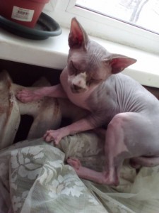 Сфинкс - 1458136441093-754966441.jpg