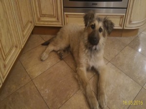 Отдам щенка в добрые руки - P_20160316_212338_1_p.jpg