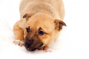 Москва и МО Этот щенок-желток уже личность  - 1.jpg