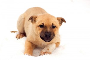 Москва и МО Этот щенок-желток уже личность  - 2.jpg