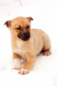 Москва и МО Этот щенок-желток уже личность  - 3.jpg