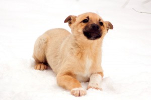 Москва и МО Этот щенок-желток уже личность  - 4.jpg