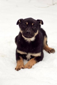 Москва и МО Щенок Панчо классического окраса  - 1.jpg