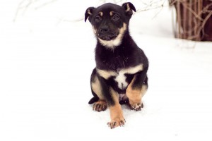 Москва и МО Щенок Панчо классического окраса  - 3.jpg