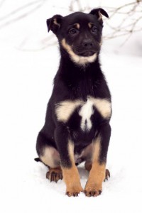 Москва и МО Щенок Панчо классического окраса  - 4.jpg