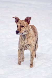 Москва и МО Красавица-девица Тигра в поиске дома  - 1.jpg