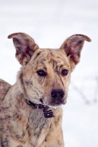 Москва и МО Красавица-девица Тигра в поиске дома  - 2.jpg