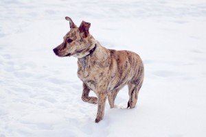 Москва и МО Красавица-девица Тигра в поиске дома  - 3.jpg