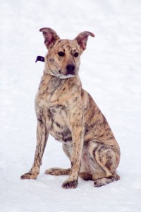 Москва и МО Красавица-девица Тигра в поиске дома  - 4.jpg