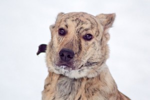 Москва и МО Красавица-девица Тигра в поиске дома  - 5.jpg