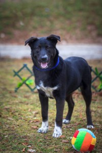 Щенок Шварц ищет дом  - IMG_7635.jpg