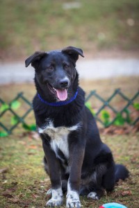 Щенок Шварц ищет дом  - IMG_7642.jpg