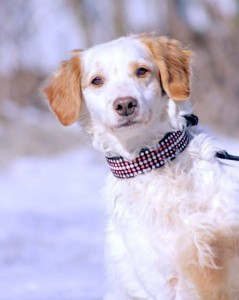 Москва и МО Метис спаниеля по имени Марс ищет семью и любящий дом  - 1.jpg