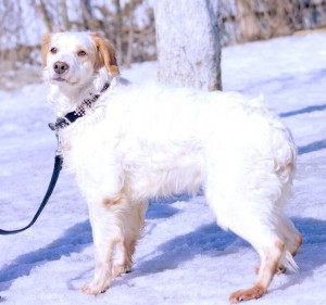 Москва и МО Метис спаниеля по имени Марс ищет семью и любящий дом  - 5.jpg