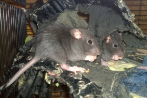 Крысята - WP_20160322_020 (2).jpg