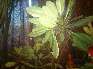 Молочай беложильчатый и треугольный - DSC_1132.JPG