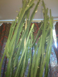 Молочай беложильчатый и треугольный - DSC_1130.JPG