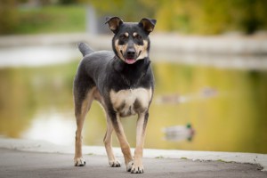 МУШКА-ЧУДОМ СПАСЕНА ОТ ОТСТРЕЛА-ЗАМЕЧАТЕЛЬНАЯ ДОМАШНЯЯ СОБАКА В добрые руки,на счастье  - 0_9b2b6_f96e412e_XL.jpg