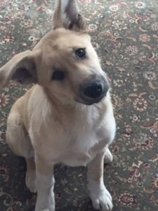 Москва и МО 2 Щеночка ищут дом и семью  - 3 Добрыня.JPG