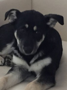 Москва и МО 2 Щеночка ищут дом и семью  - 4 Варя.JPG