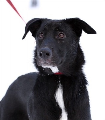 Отдам Щенока в надежные руки - 0_5182a_5a2e1a90_L.jpg