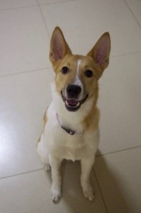 Москва и МО Изумительная собака Адея, породы друг  - 1.jpg