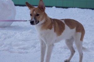 Москва и МО Изумительная собака Адея, породы друг  - 3.jpg