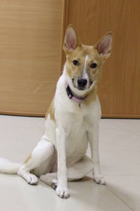 Москва и МО Изумительная собака Адея, породы друг  - 4.jpg