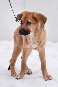 Москва и МО Очаровательный щеночек Фрида  - 3.jpg