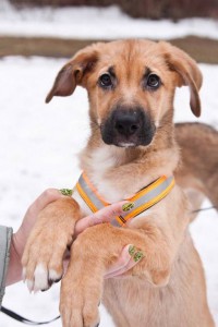 Москва и МО Очаровательный щеночек Фрида  - 5.jpg