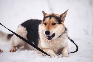 Солнечногорск и МО Ищет любящих родителей Баламуша  - 1 (1).jpg