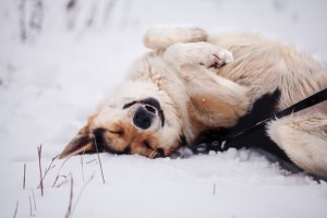 Солнечногорск и МО Ищет любящих родителей Баламуша  - 2 (1).jpg