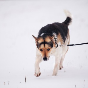 Солнечногорск и МО Ищет любящих родителей Баламуша  - 3 (1).jpg