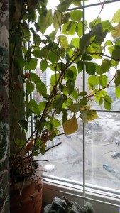 Сенполии и кактусы в добрые руки - 20160324_145457.jpg