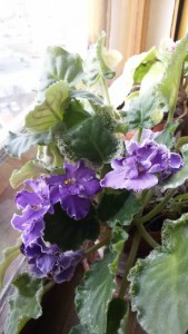 Сенполии и кактусы в добрые руки - 20160324_145312.jpg