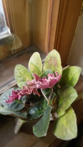 Сенполии и кактусы в добрые руки - 20160324_145321.jpg