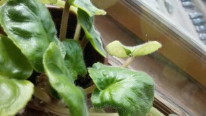 Сенполии и кактусы в добрые руки - 20160324_145326.jpg