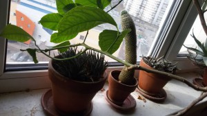 Сенполии и кактусы в добрые руки - 20160324_145347.jpg