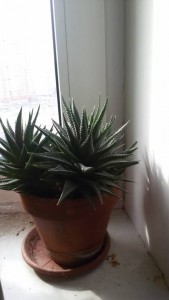 Сенполии и кактусы в добрые руки - 20160324_145359.jpg