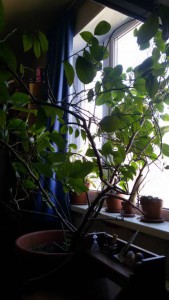 Лимон в добрые руки - Цветок 2.jpg