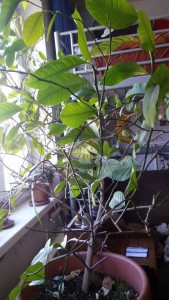 Лимон в добрые руки - Цветок 1.jpg